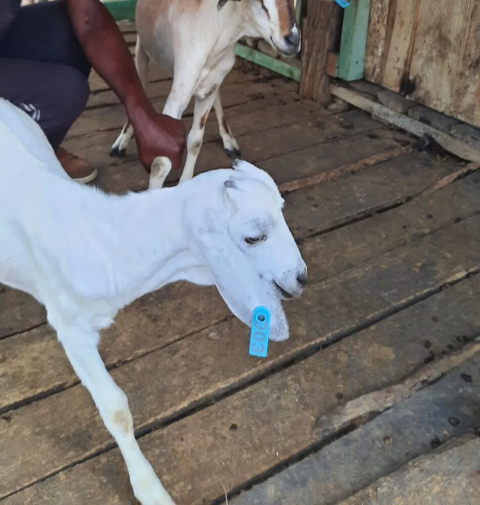 Close view of a Keragita goat wearing a numbered blue ear tag