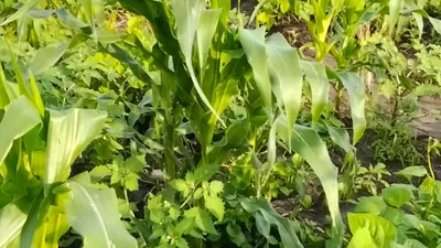 Maize and green grams growing together on the farm in Gongoni Ward, Kilifi County