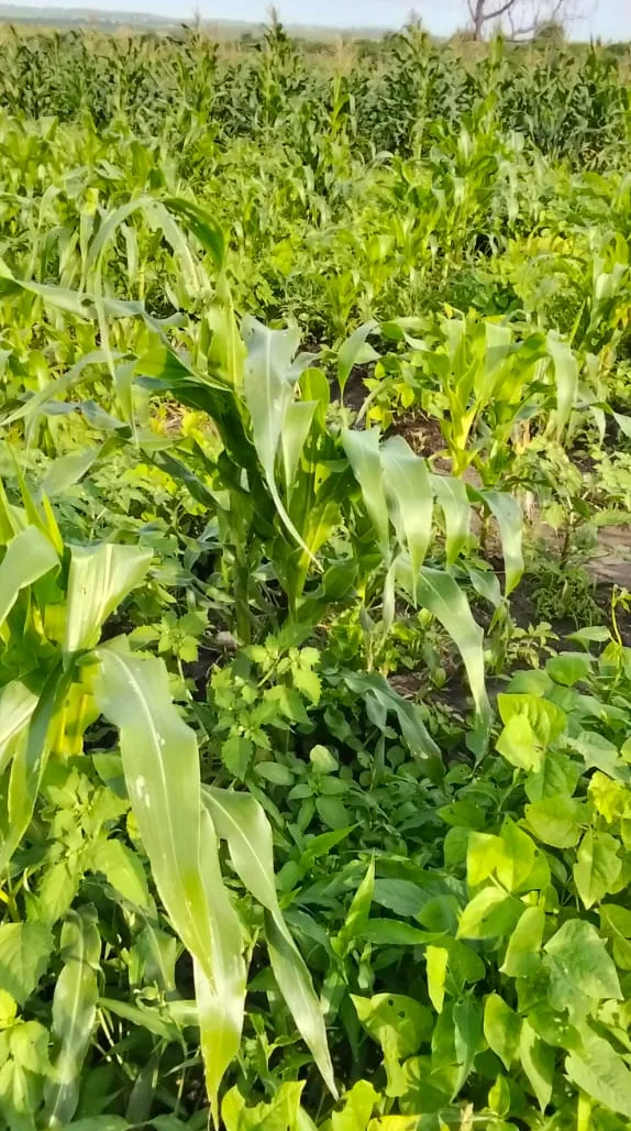 Maize and green grams growing together on the farm in Gongoni Ward, Kilifi County