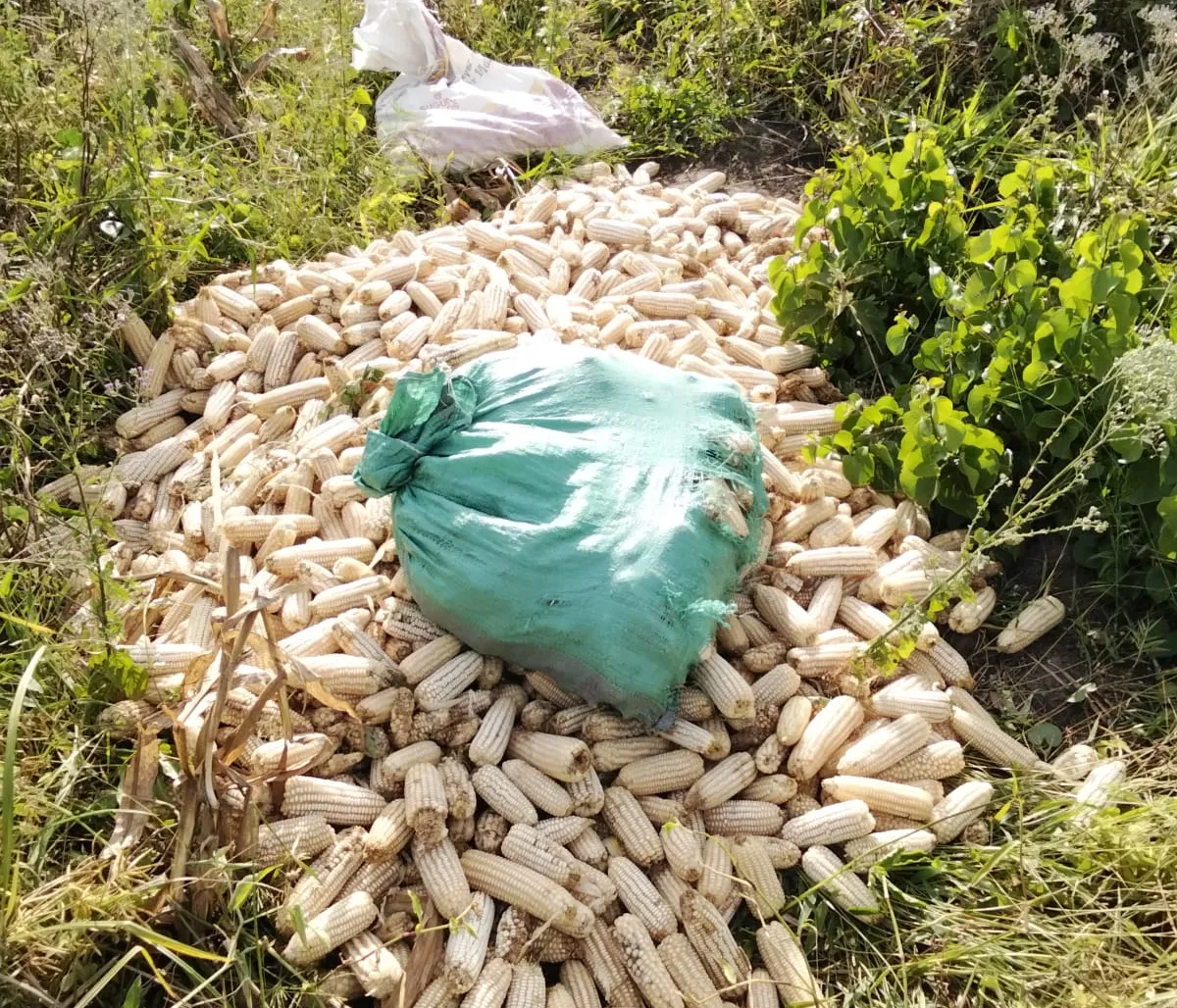 Harvested maize cobs piled in the field at Keragita Farms