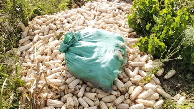 Harvested maize cobs piled in the field at Keragita Farms