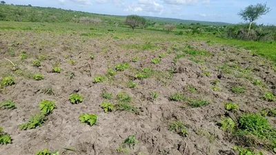 Planting rows being dug on the farm with a worker preparing the field in Gongoni Ward