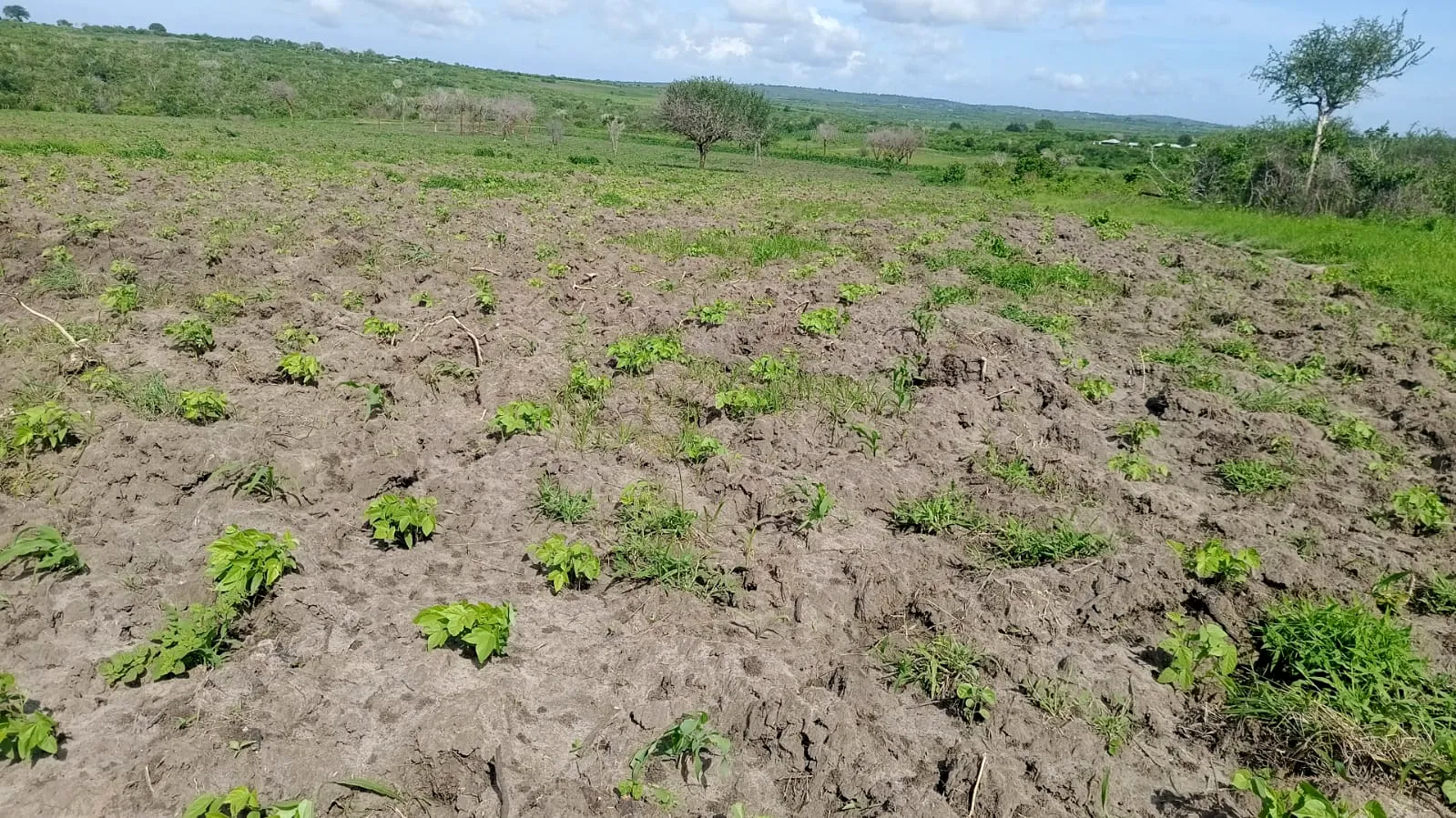 Planting rows being dug on the farm with a worker preparing the field in Gongoni Ward