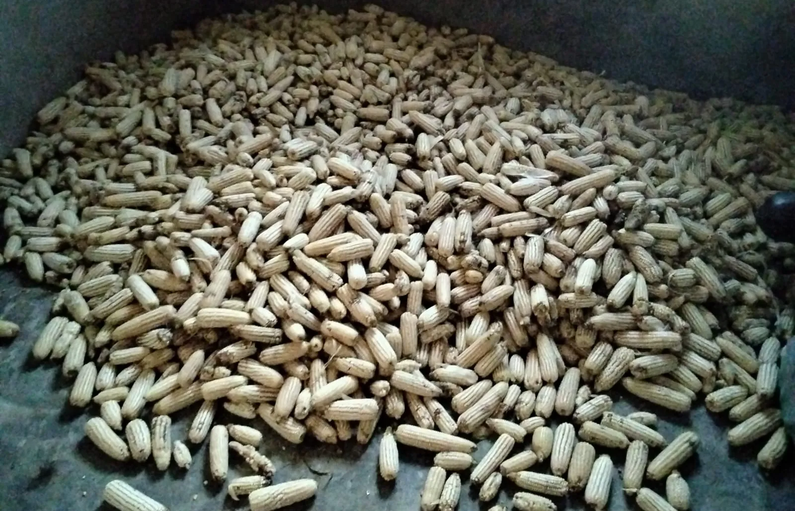 Pile of harvested maize cobs at Keragita Farms