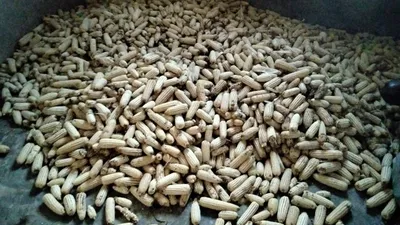 Pile of harvested maize cobs at Keragita Farms