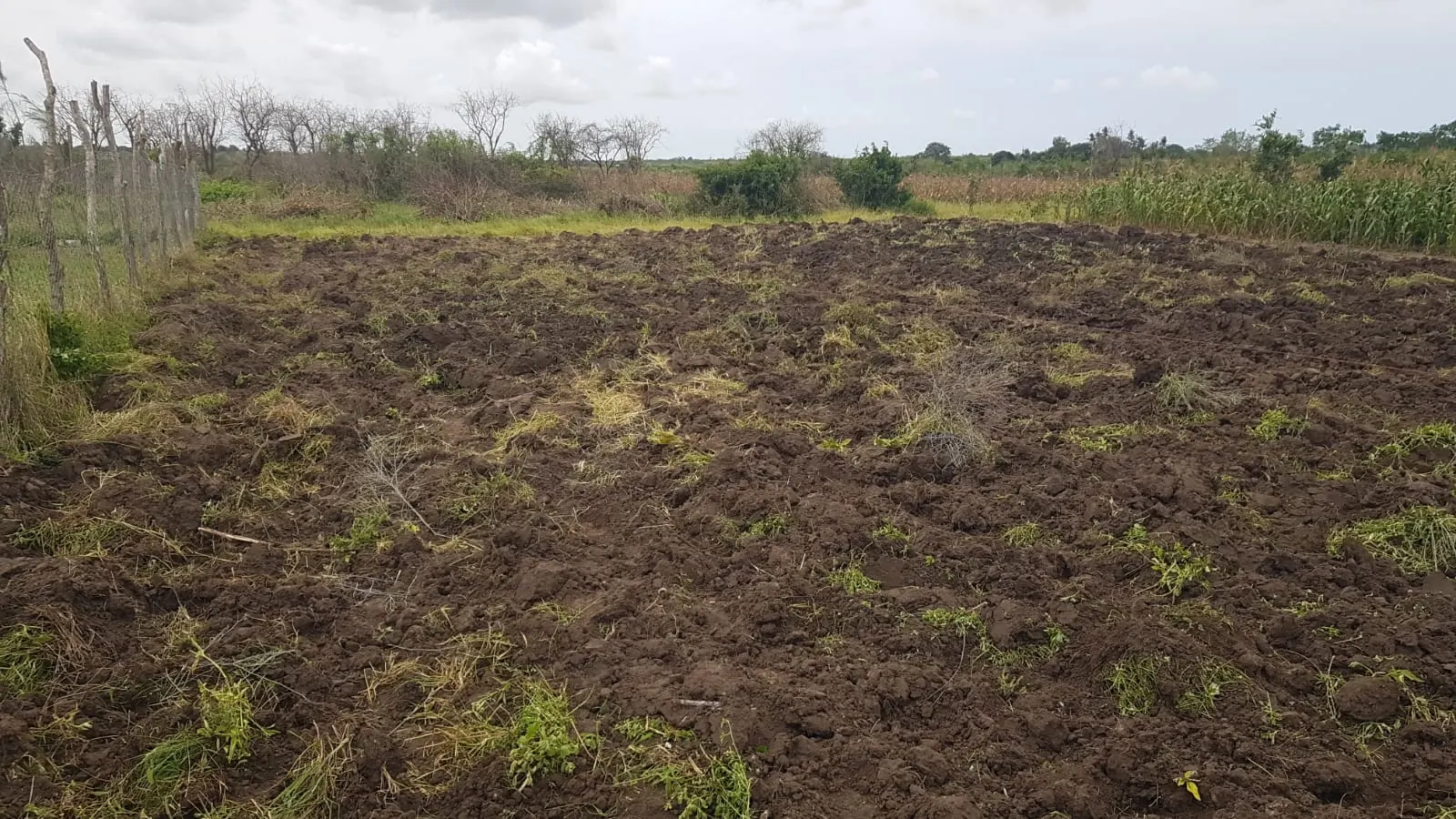 Freshly worked ground prepared for fodder planting