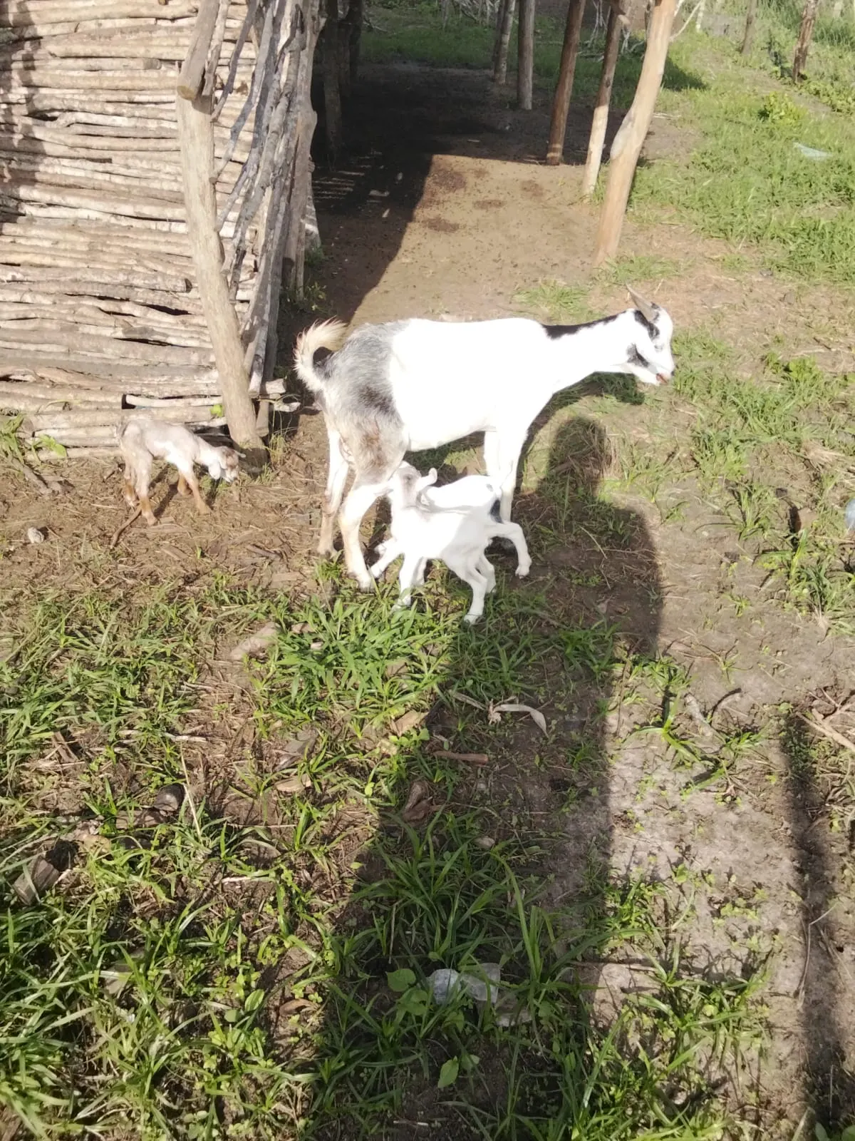 A doe with two kids outside the timber goat house