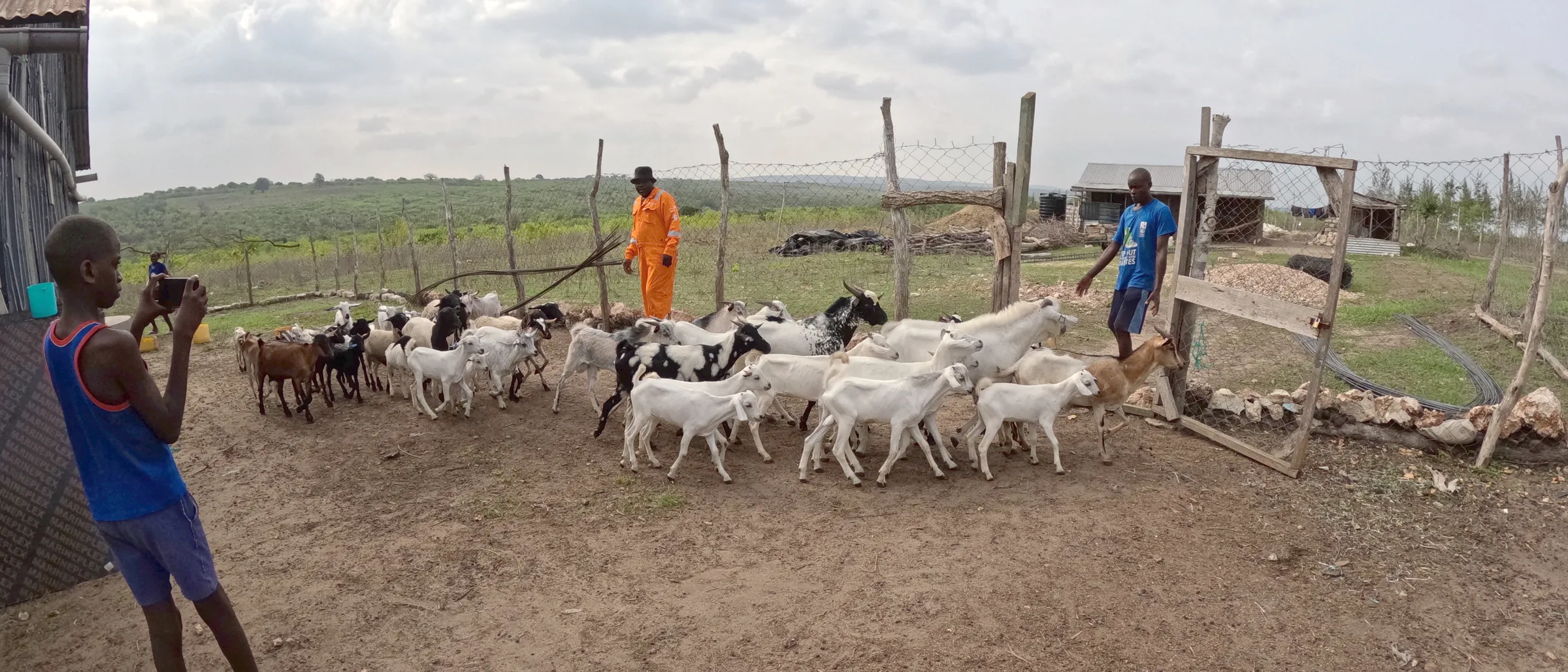 Zakaria and neighbours guiding the goat herd through the compound at Keragita Farms