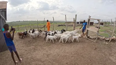 Zakaria and neighbours guiding the goat herd through the compound at Keragita Farms