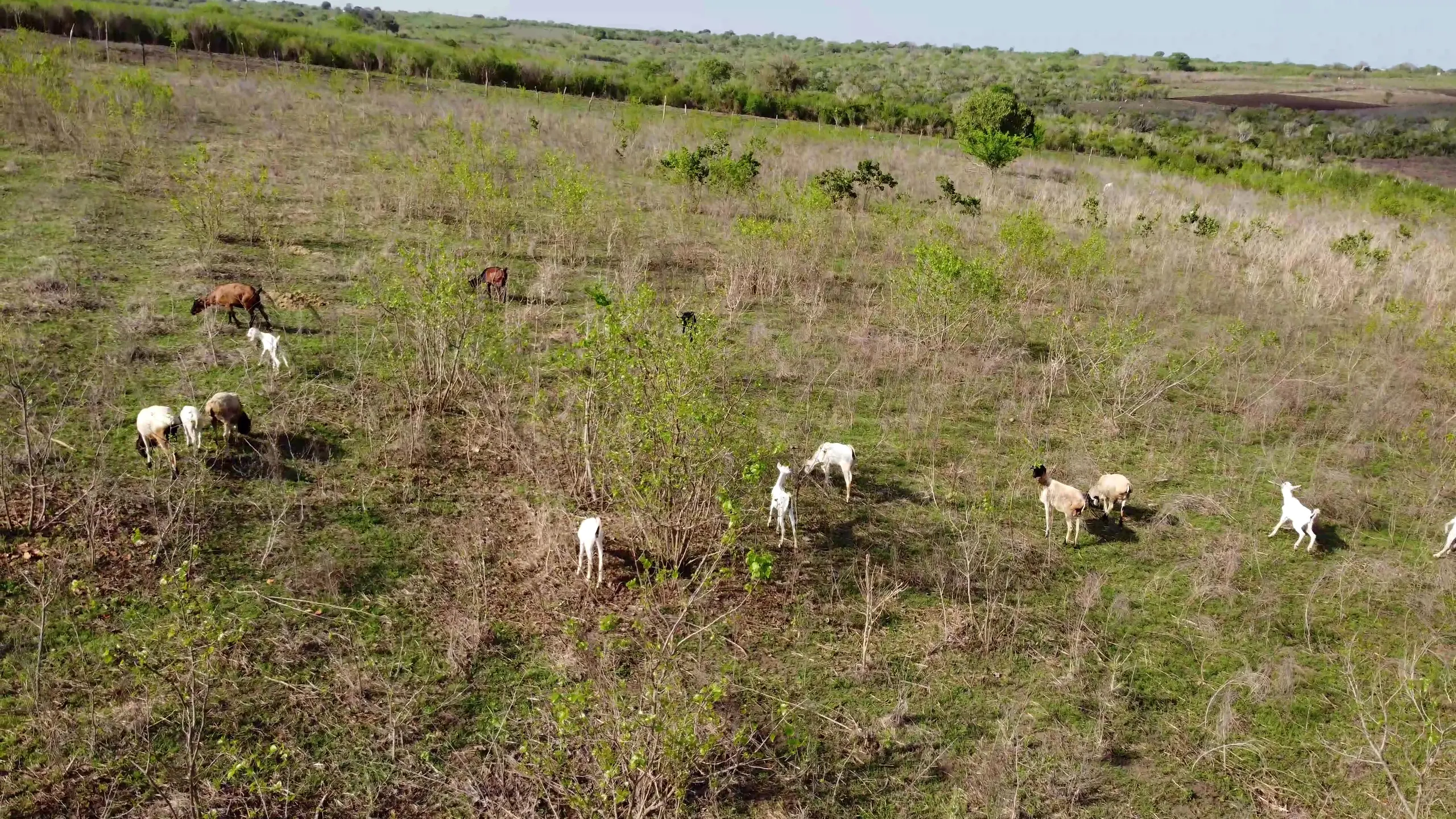 Keragita goats spread across coastal pasture in the morning