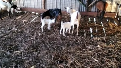 Mother goat nursing a kid at Keragita Farms