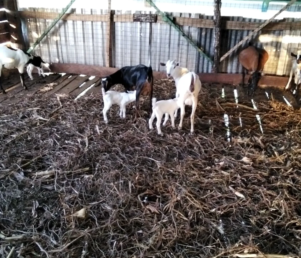 Mother goat nursing a kid at Keragita Farms