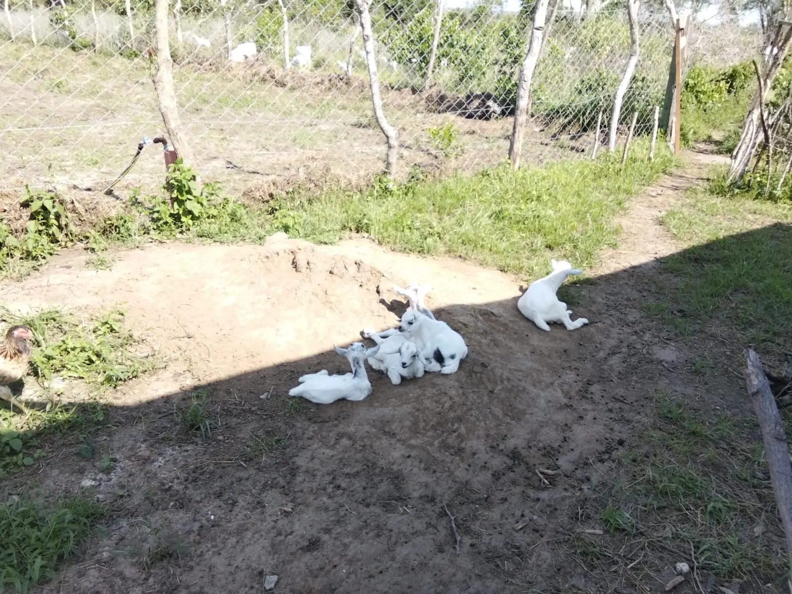 Young goat kids resting with adult goats in the farm yard