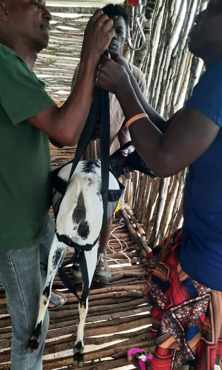 People positioning a spotted goat in a weighing sling during KFI onboarding
