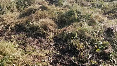 Tractor ploughing freshly cleared farmland in Gongoni Ward
