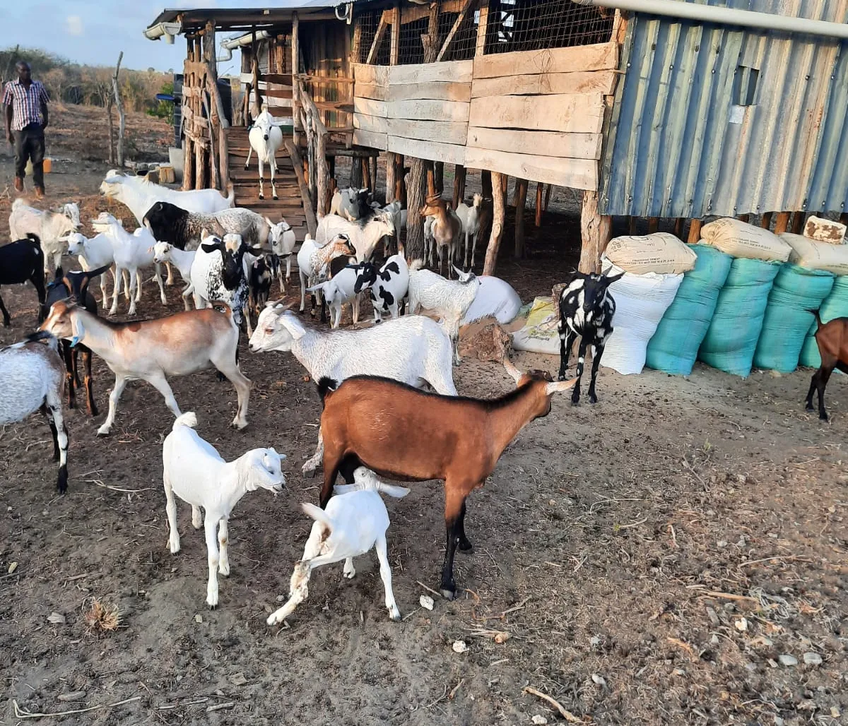 Goats at Keragita Farms in Gongoni Ward
