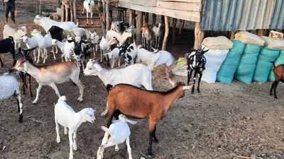 Goats at Keragita Farms in Gongoni Ward