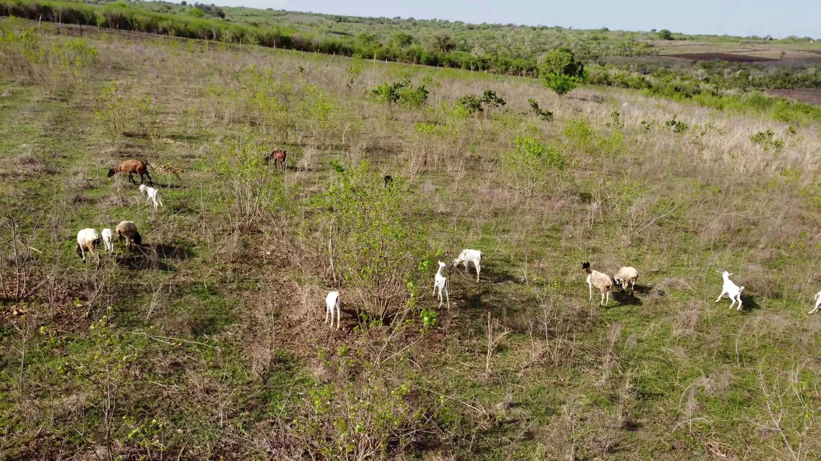 Goats grazing on the farm