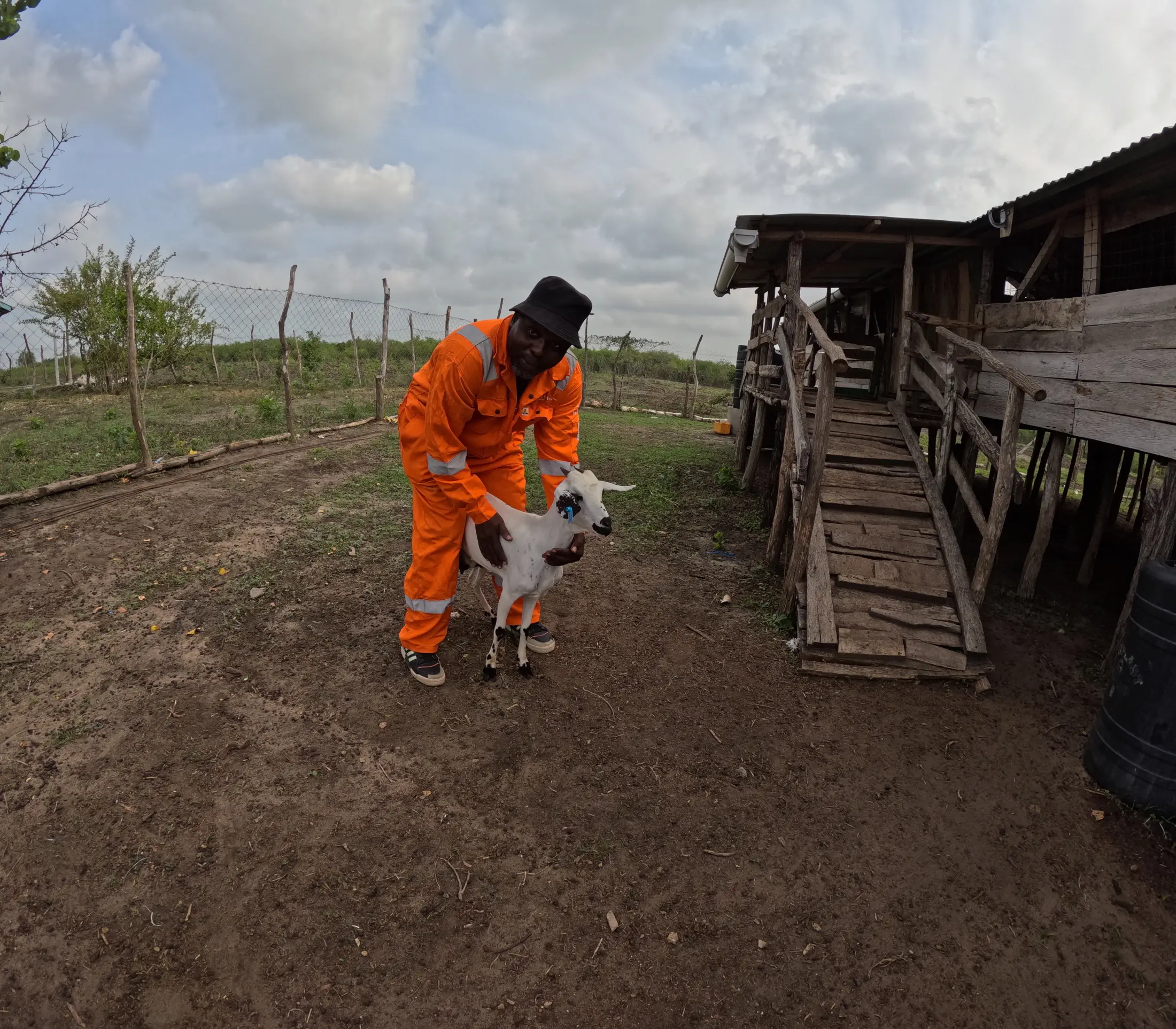 A farm manager checking a young goat beside the goat house