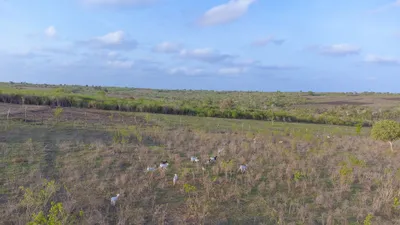 Goats grazing on the Keragita Farms landscape in Gongoni Ward with the Kilifi coastal lowlands in the background