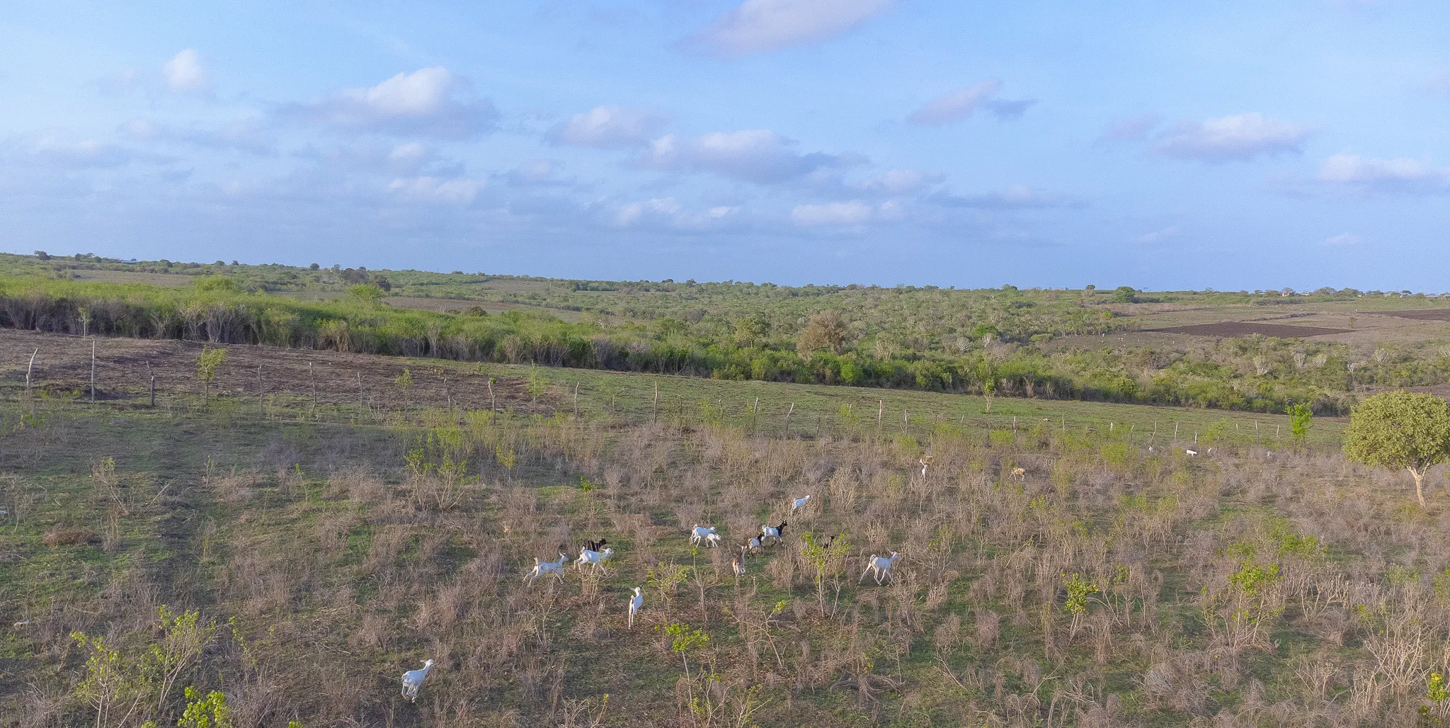 Goats grazing on the Keragita Farms landscape in Gongoni Ward with the Kilifi coastal lowlands in the background