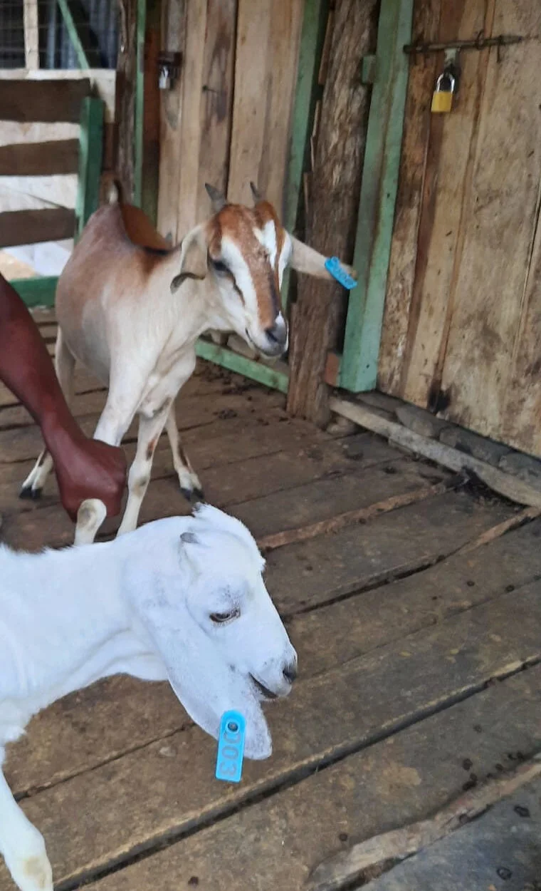 Two Keragita goats wearing numbered blue ear tags