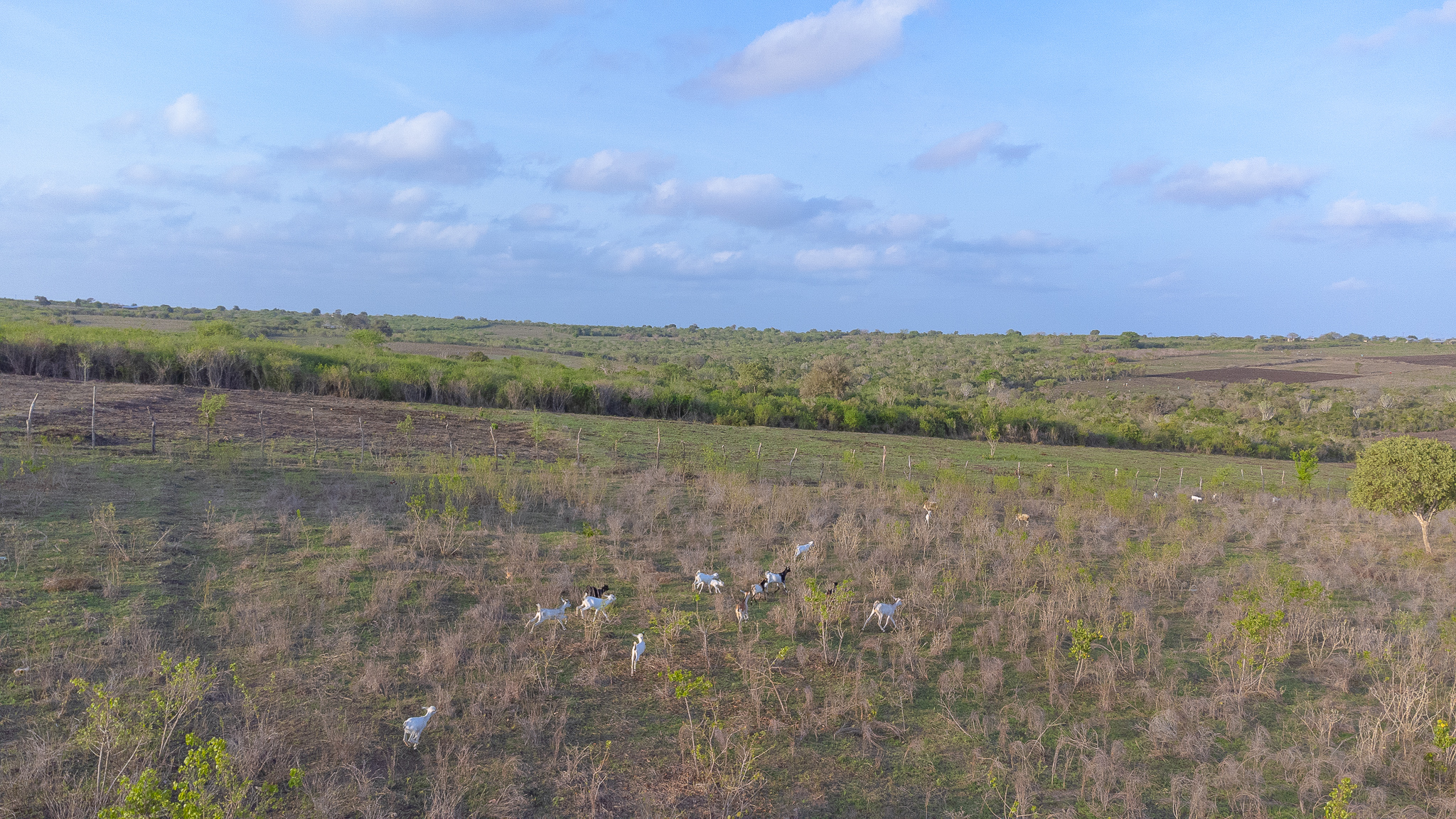 Golden-hour aerial view across the Kilifi coastal plateau near Magarini — a small herd of white and brown goats grazes across open savannah grassland under a pale blue sky, the landscape stretching to the horizon.