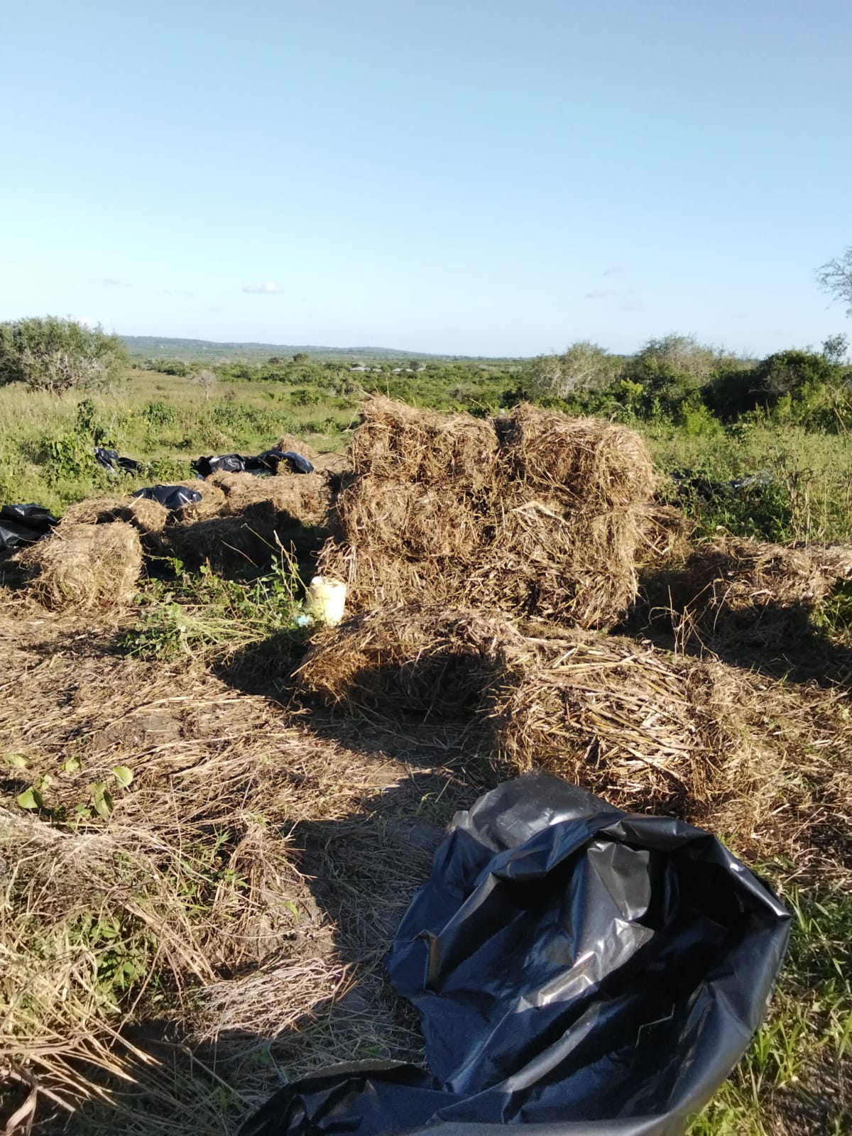 Hay bales drying in the field under tarpaulin sheeting at Keragita Farms in Magarini.