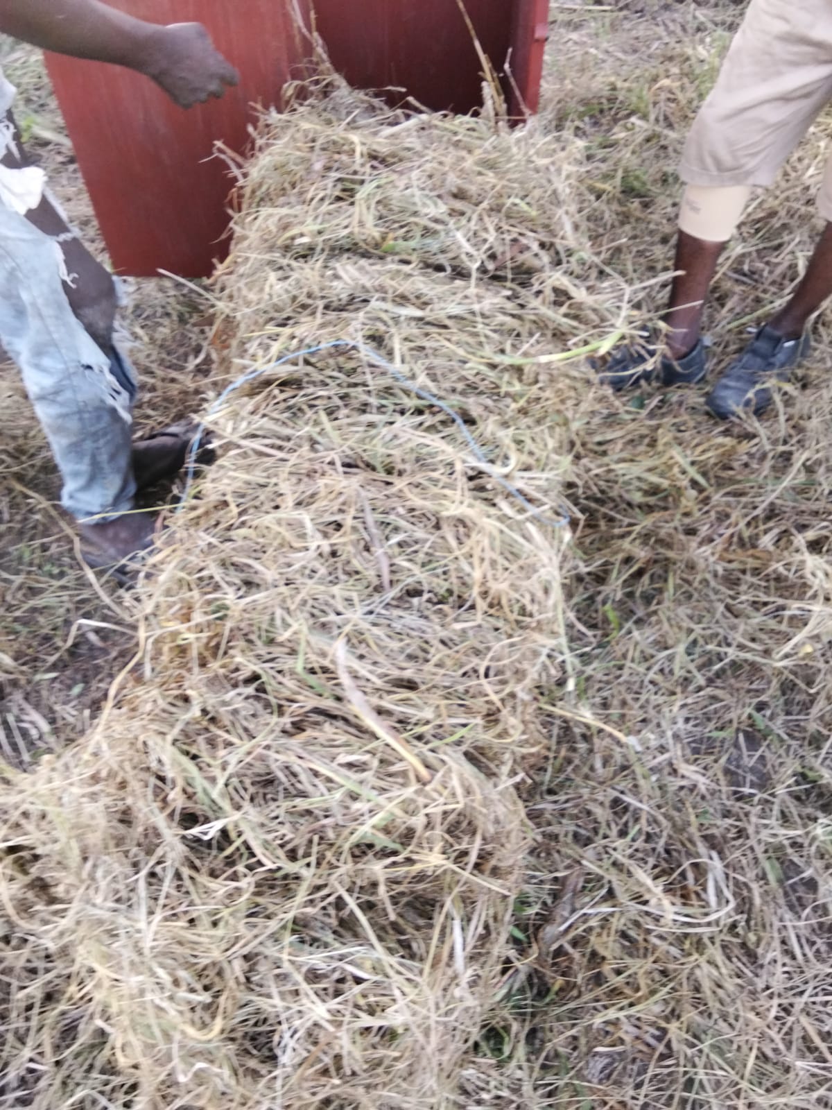 A finished bale tied off at the baler, dense and ready to stack.