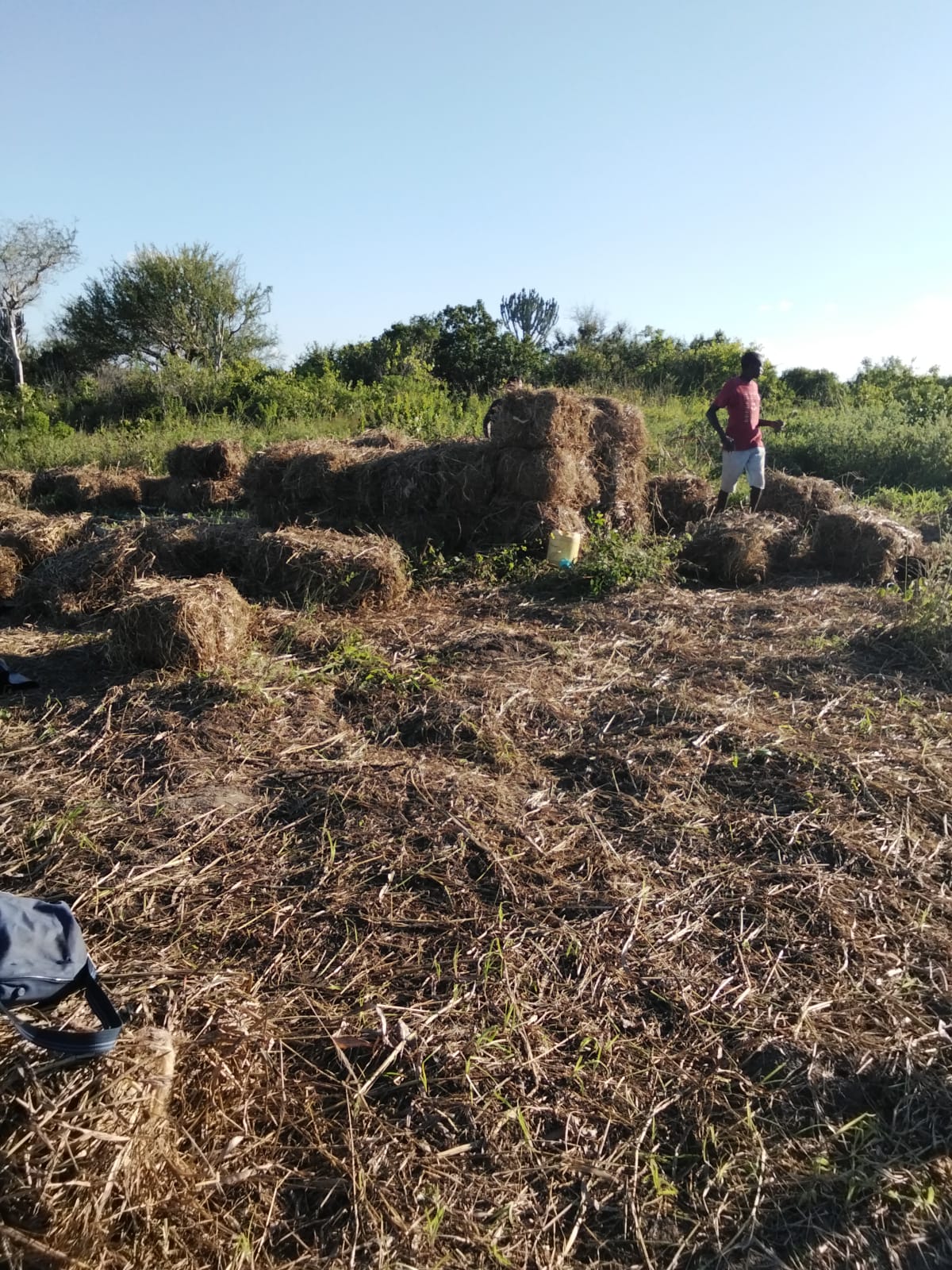 Stacked hay bales at golden hour at Keragita Farms, Magarini, grass cut and baled during the rains and stored for the dry season.
