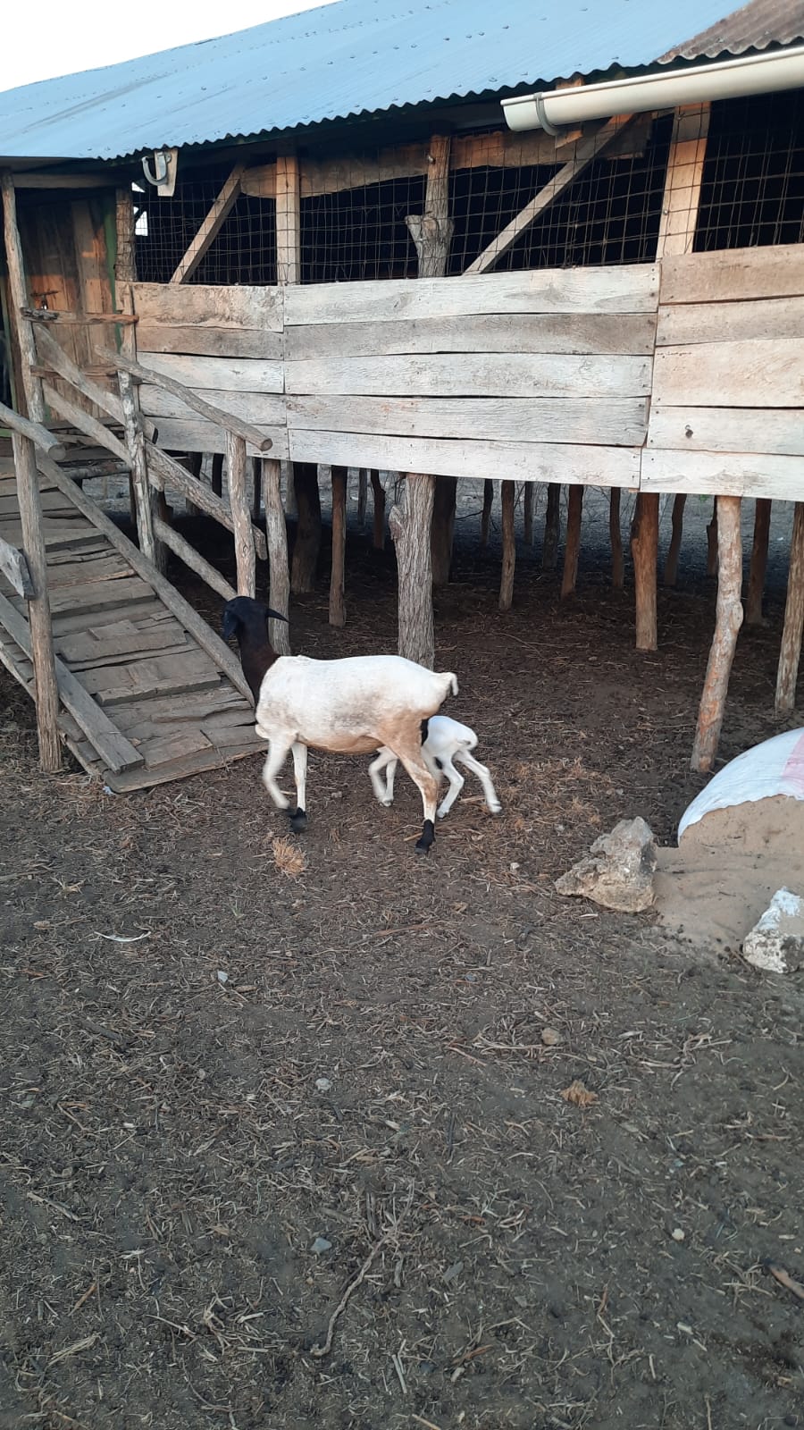 Goats browsing near the shelter in Gongoni Ward.