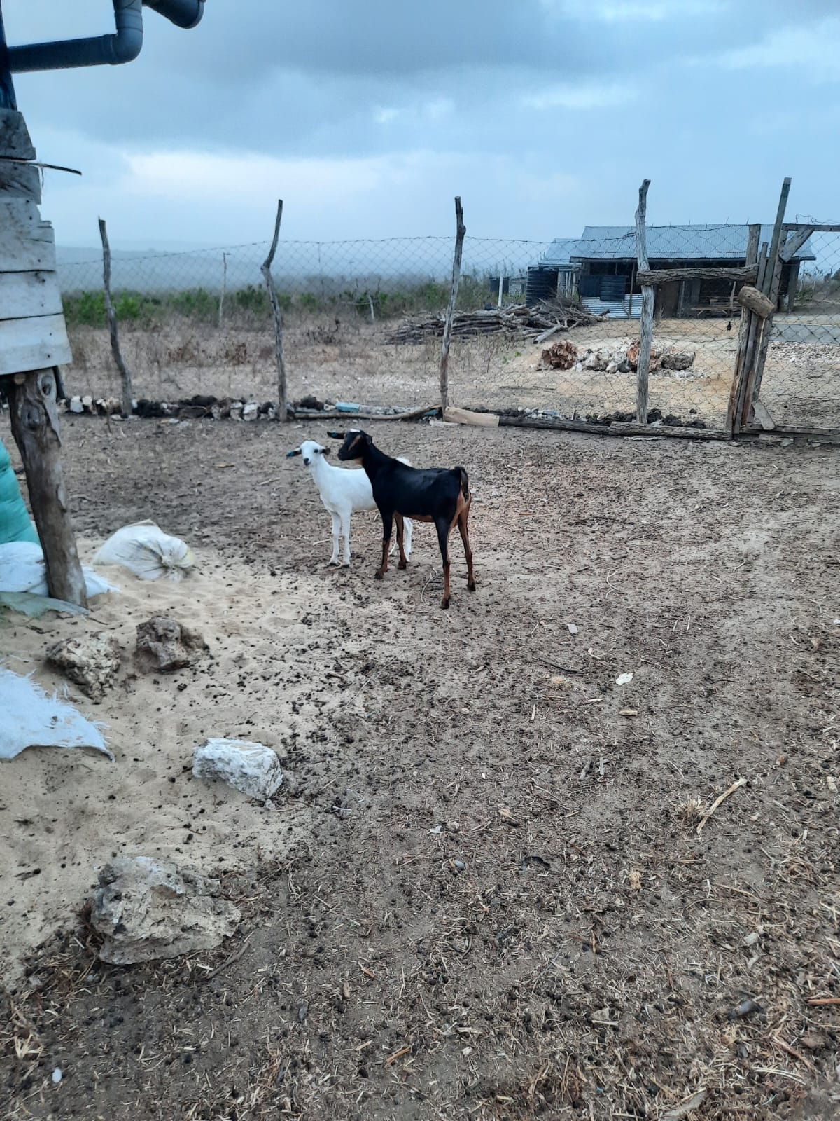 The original herd of five goats at Keragita Farms.