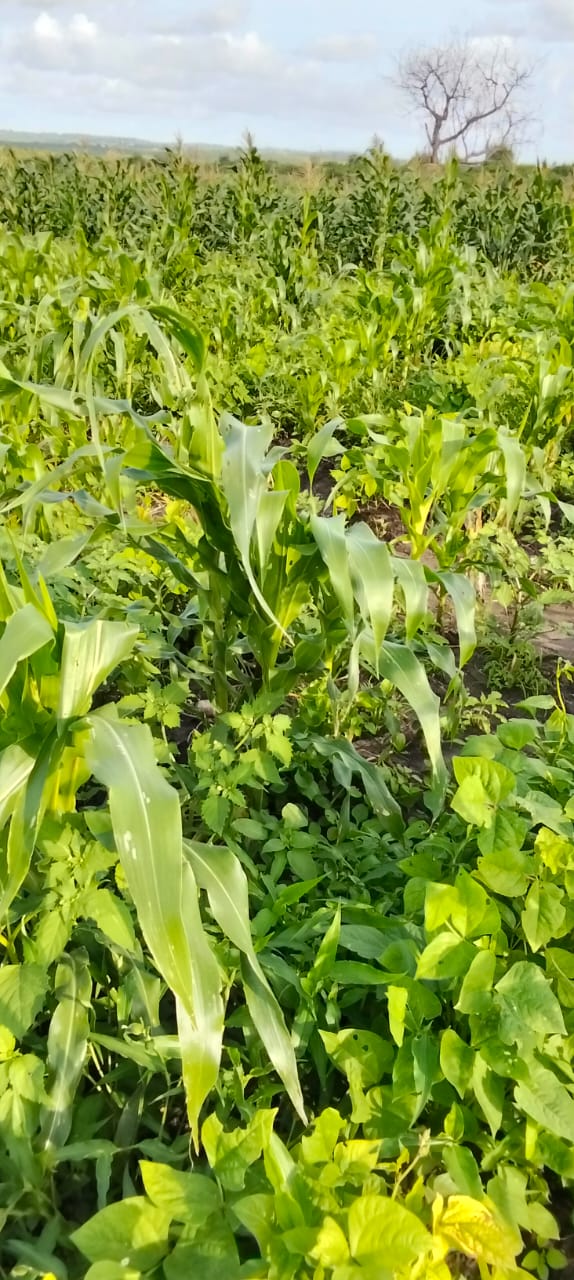 Maize stalks and green gram plants growing together in dense intercrop rows