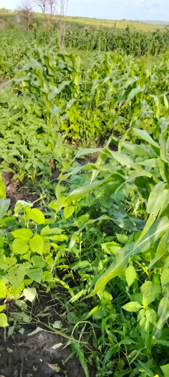 Close view of maize and green grams intercropped on the farm