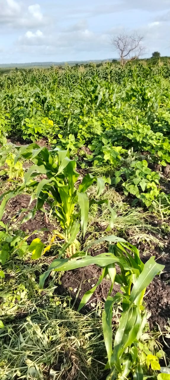 Green gram leaves spreading between young maize stalks across the field