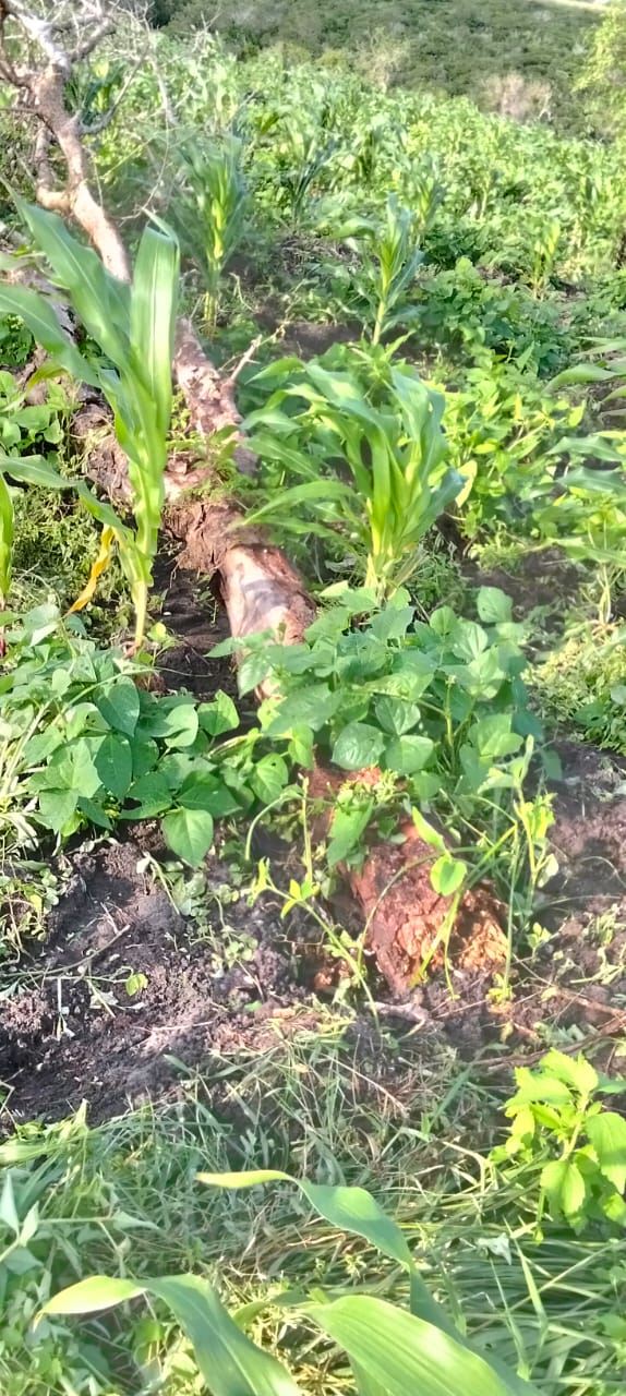 Crops growing around a fallen log from the original bush clearing