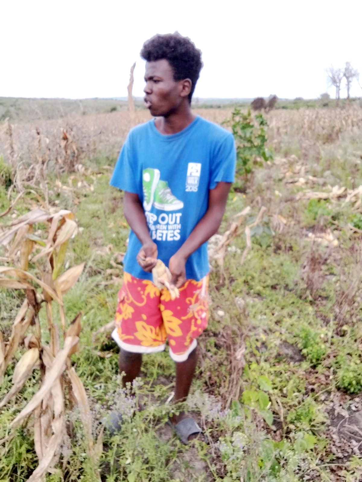 Worker in the maize field during harvest