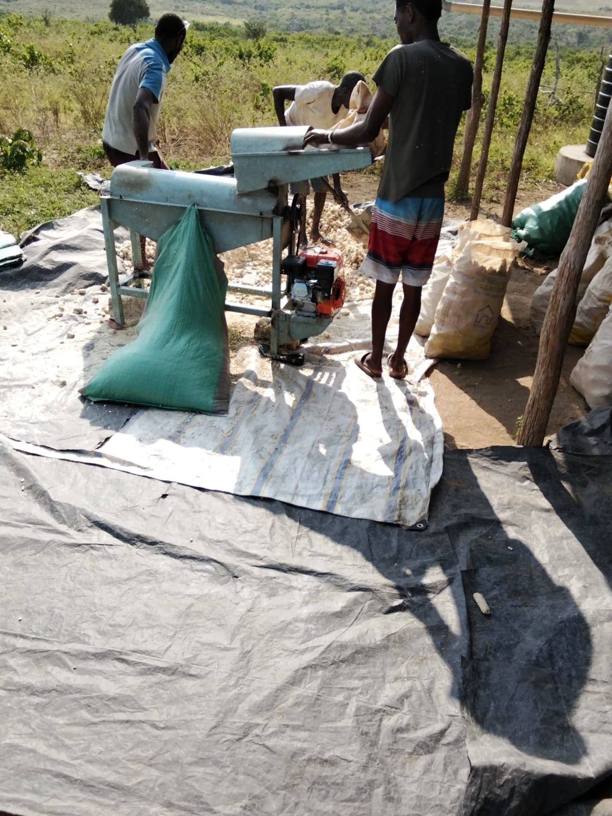 Workers shelling maize with a motorised sheller on tarps