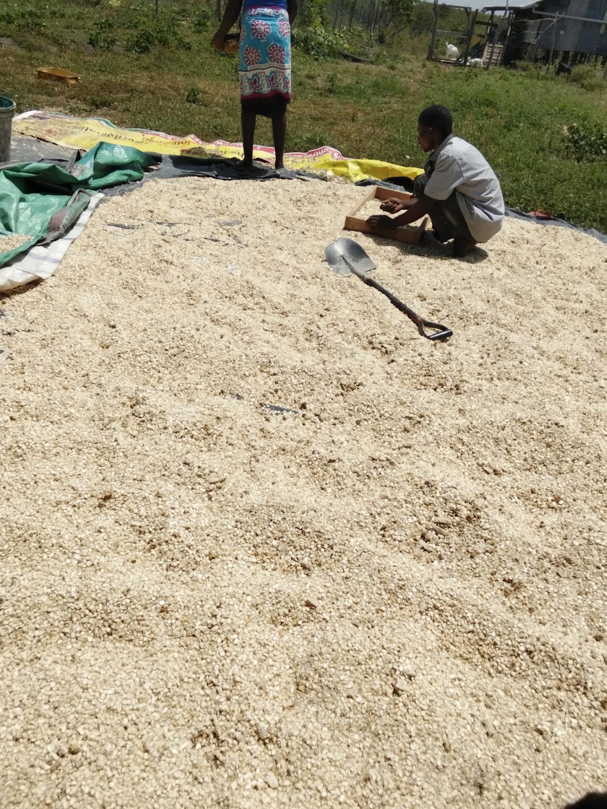 Shelled maize spread out drying in the sun