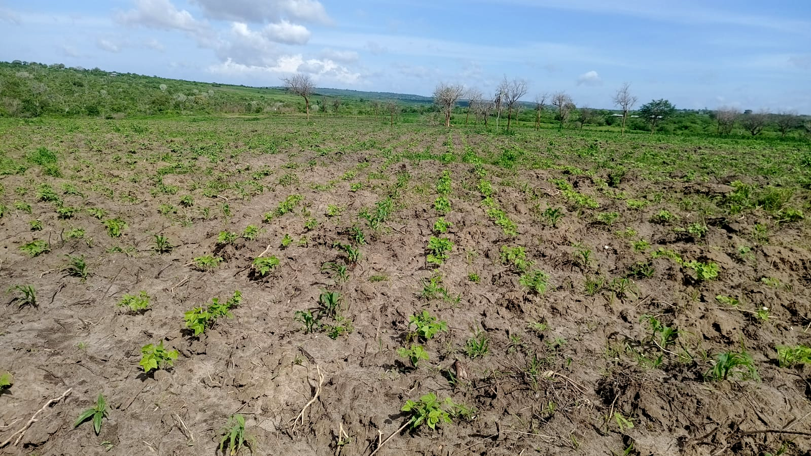 Early seedlings emerging from tilled soil with trees in the background
