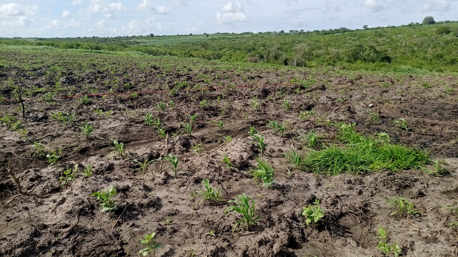 Young green gram and maize seedlings growing in rows across the field