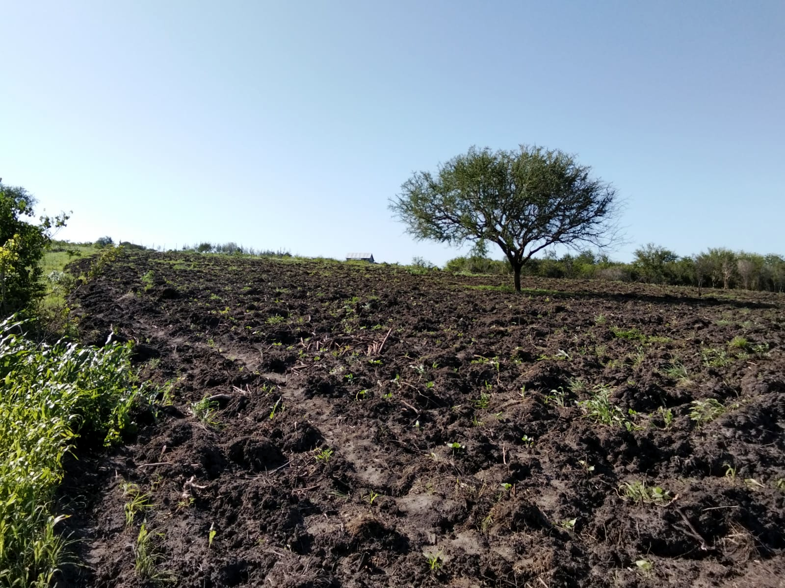 Freshly tilled field with early seedlings and a lone tree on the horizon
