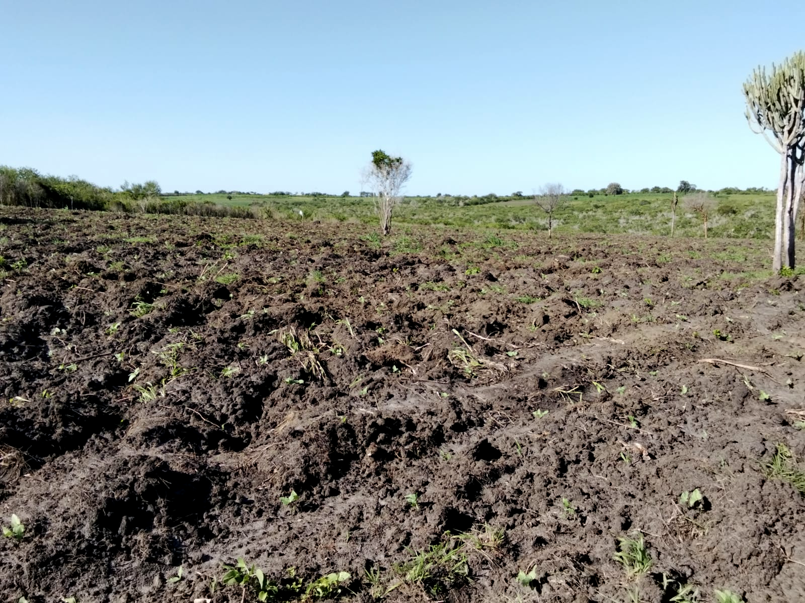 Freshly tilled dark soil ready for planting with scattered vegetation