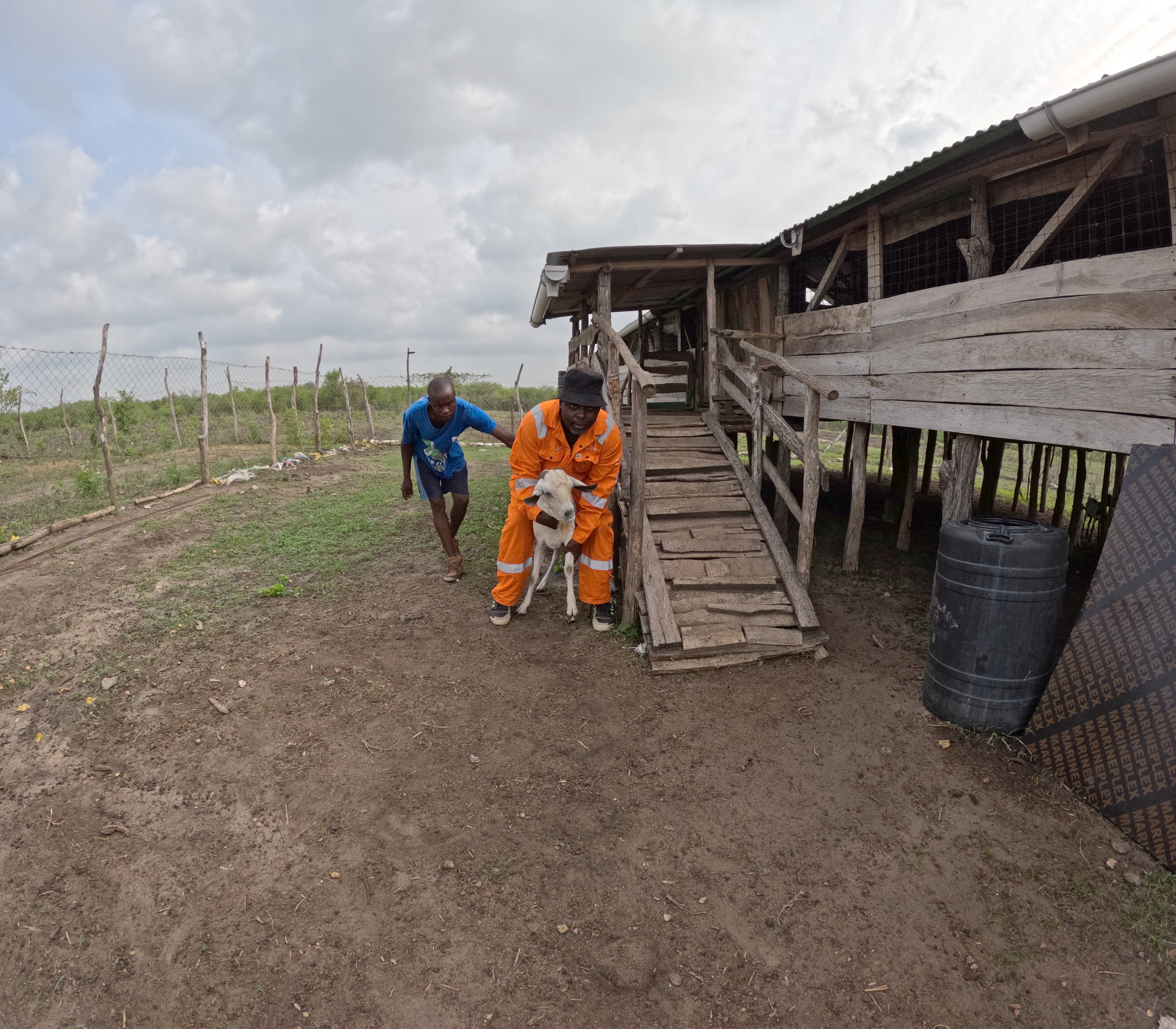 Zakaria and a neighbour guiding a goat down the ramp from the elevated shelter for inspection