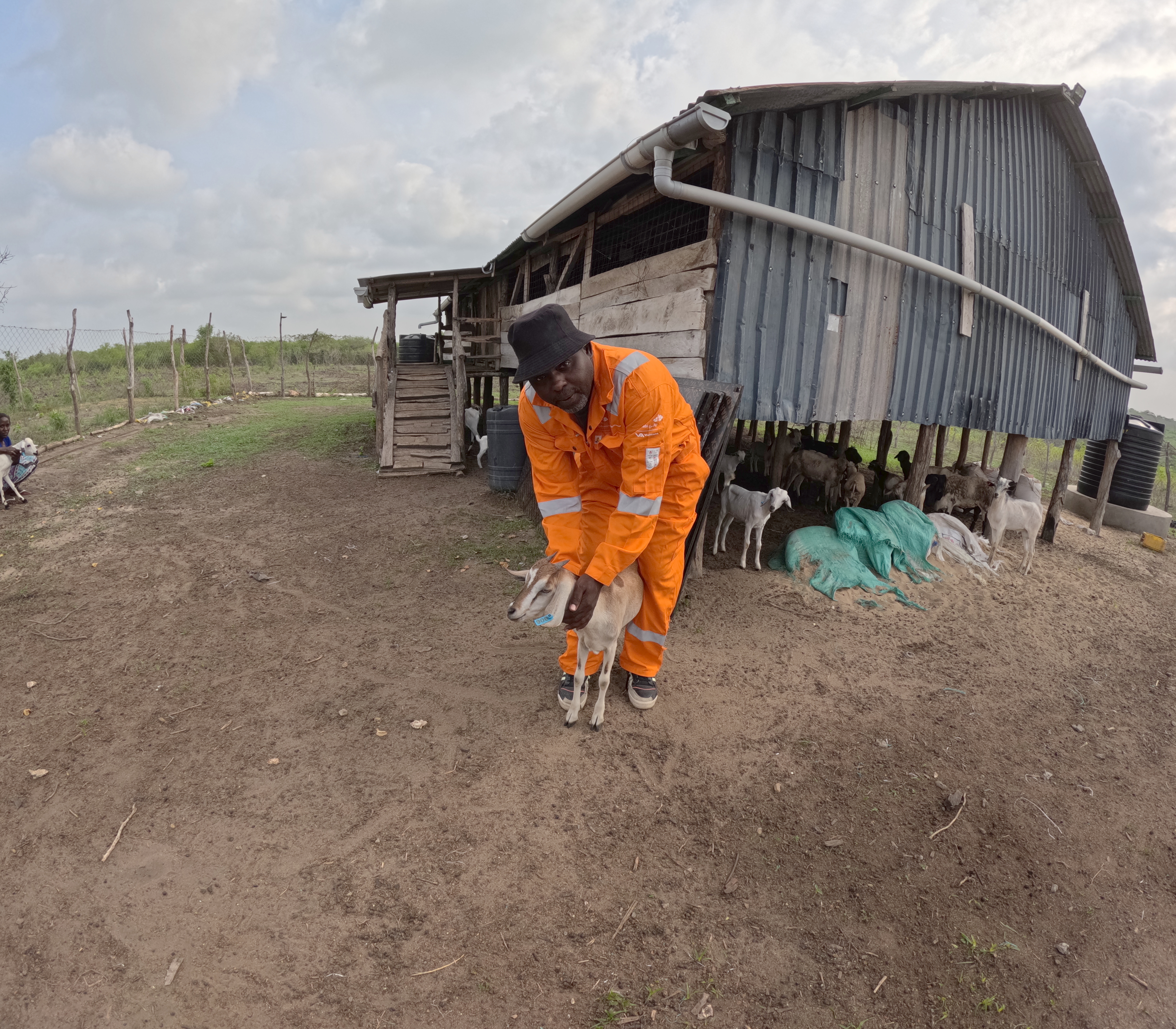 Zakaria checking a goat near the shelter with the rest of the herd visible in the background
