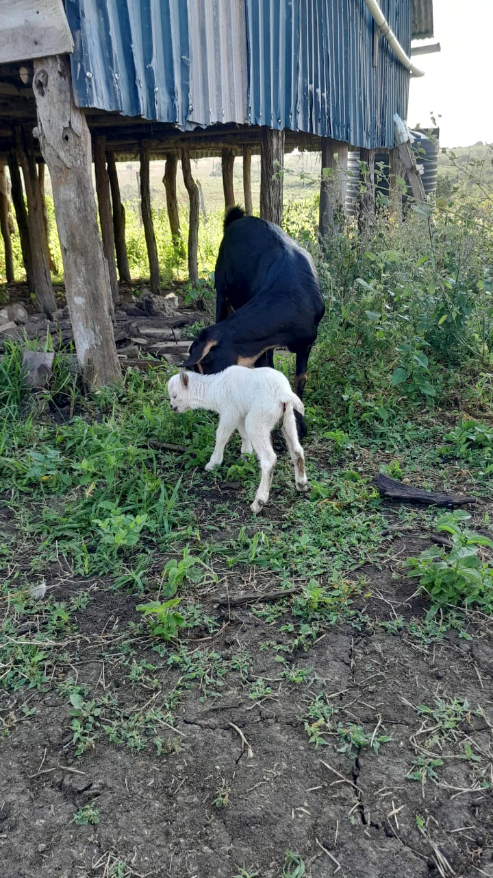 Black mother goat nursing a white kid