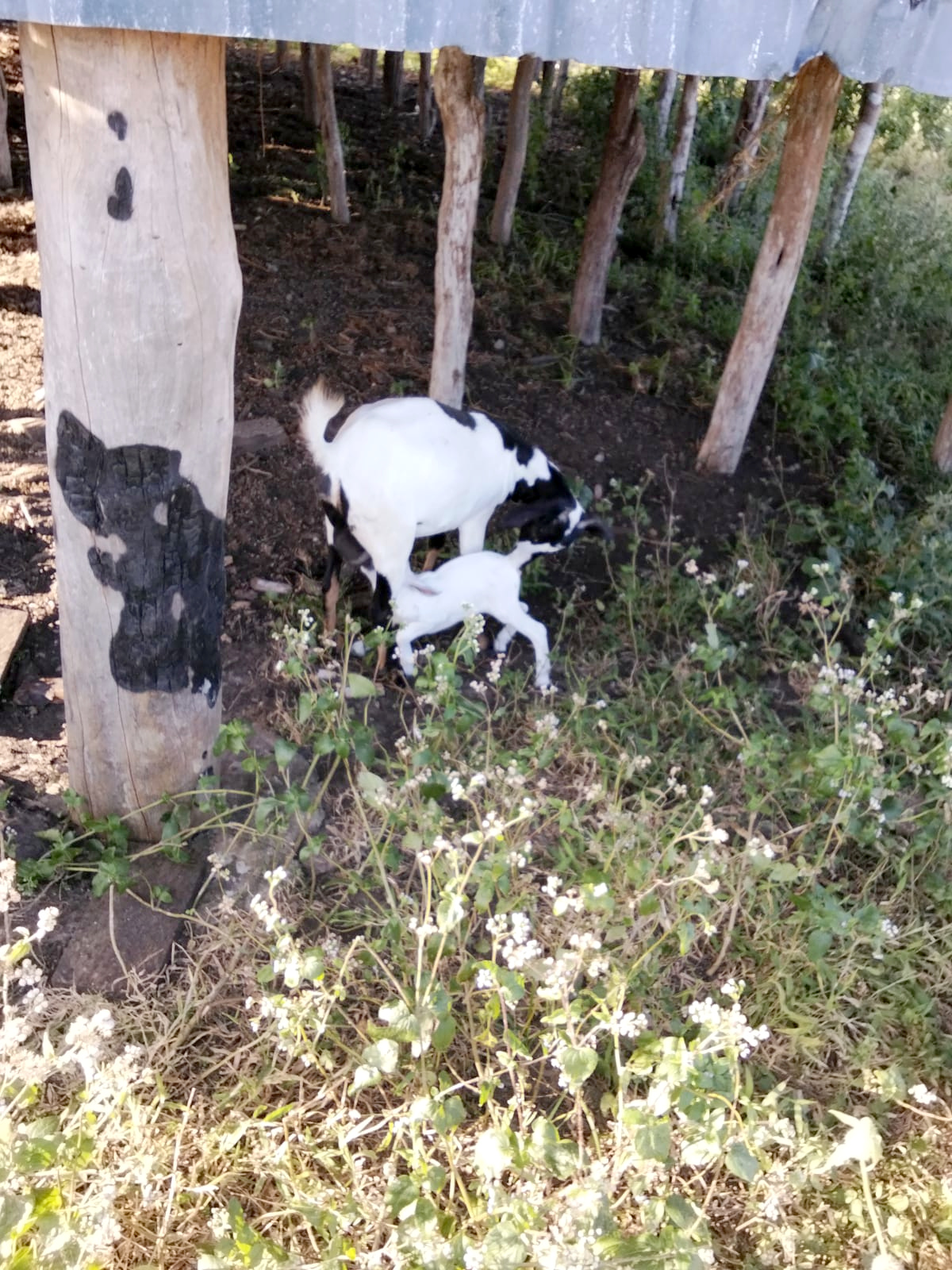 Spotted mother goat with her kid near the shelter