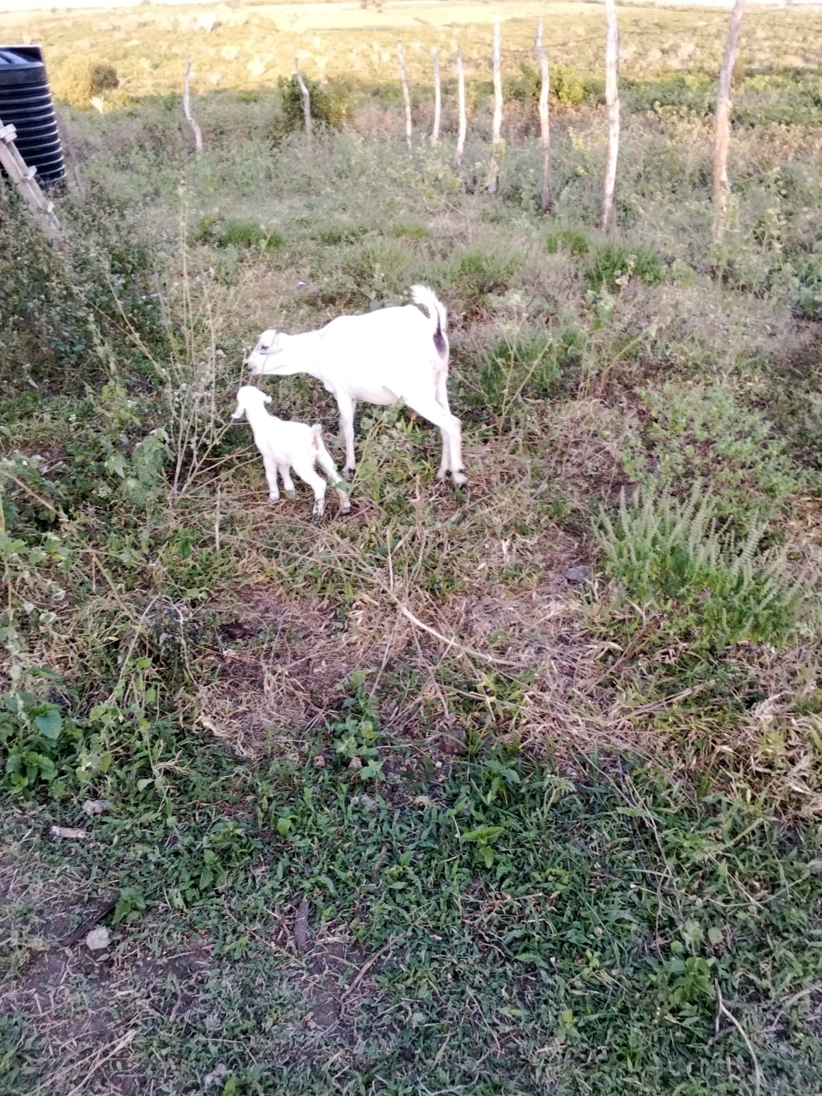 White goat with kid grazing in the compound