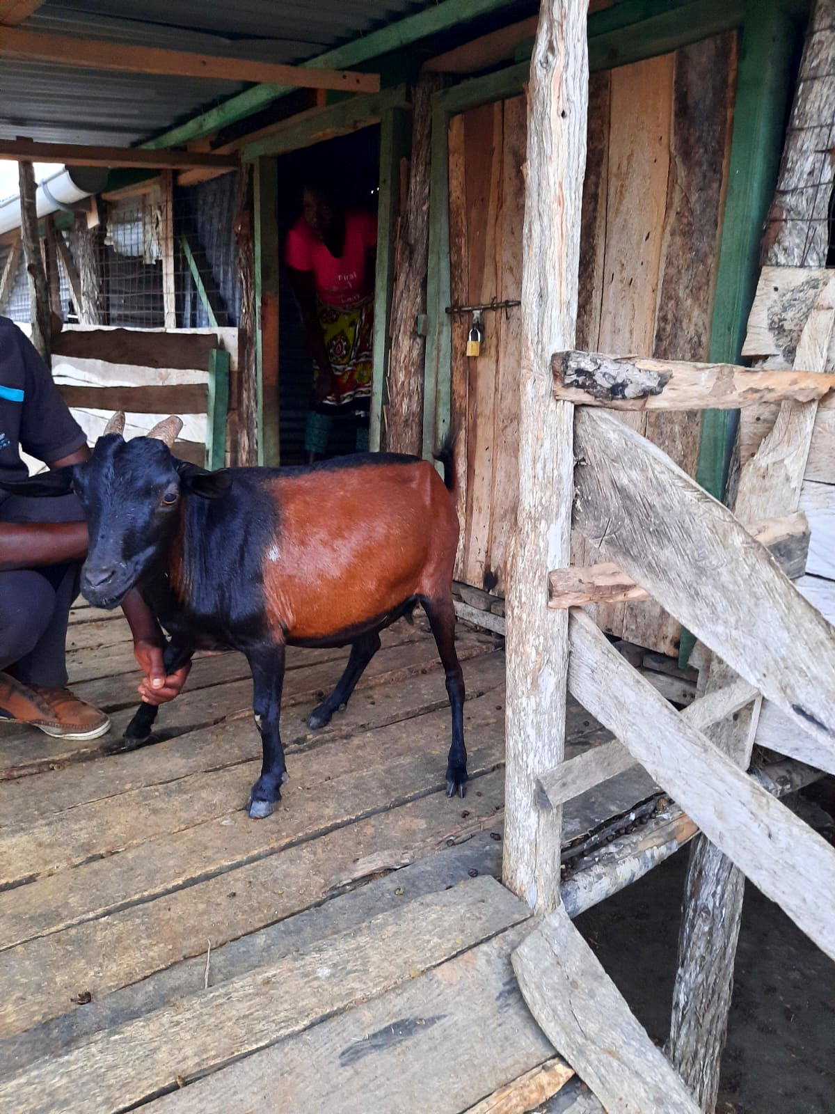 New goat in the completed wooden shelter