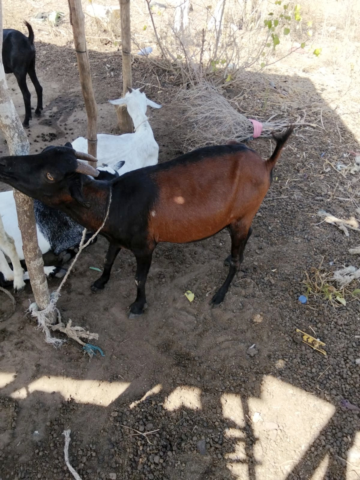 New goat being introduced to the herd